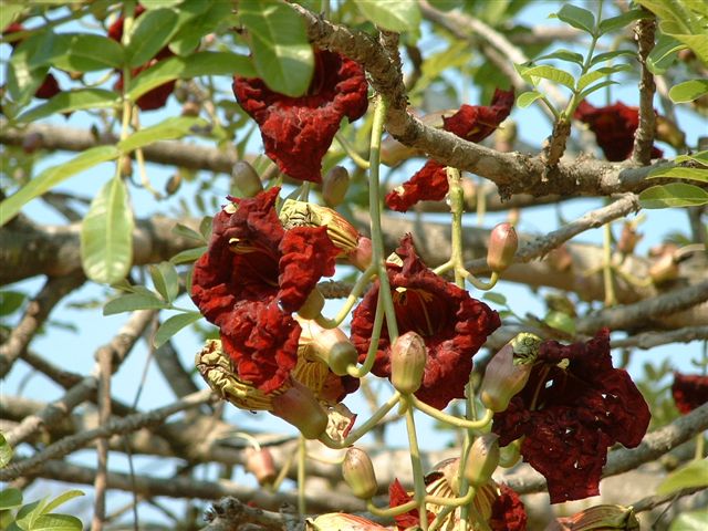Kigelia africana